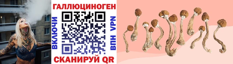 Галлюциногенные грибы Psilocybe  Брянск 