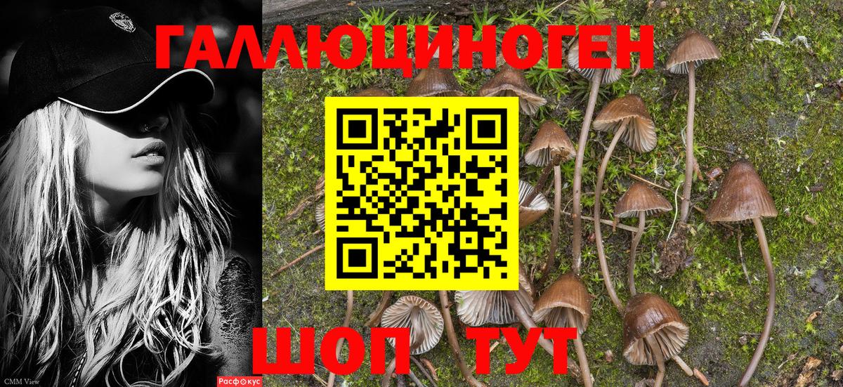 Псилоцибиновые грибы Psilocybine cubensis Брянск
